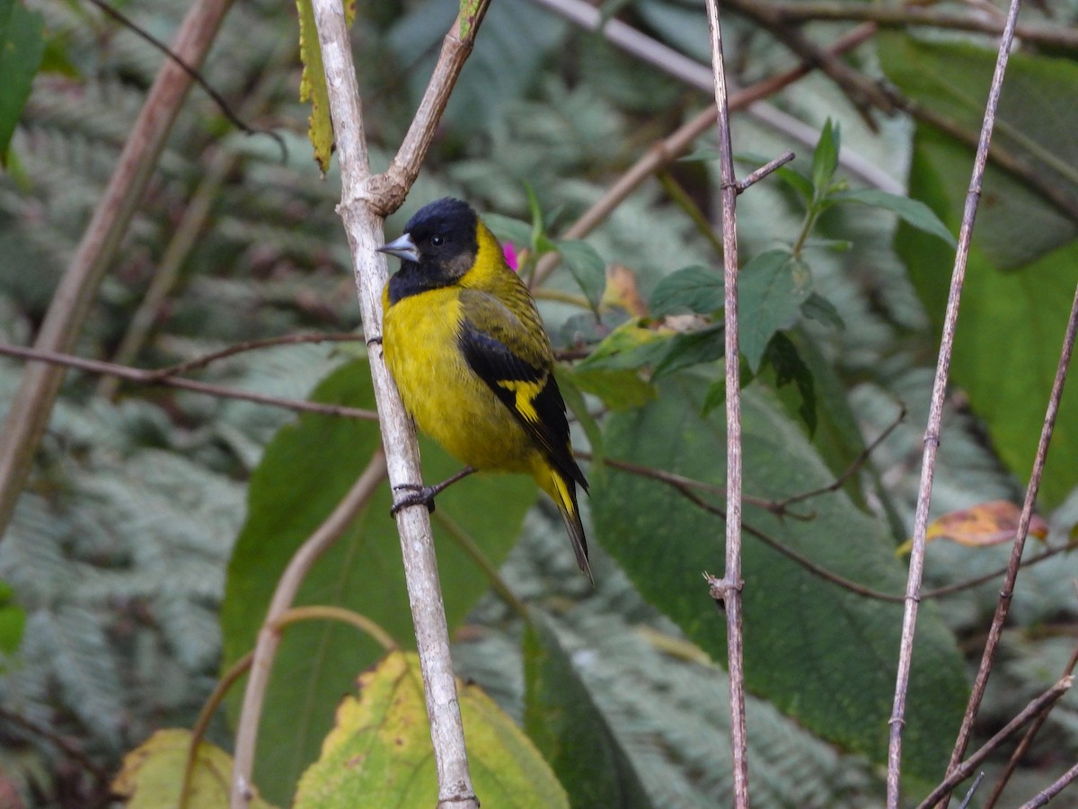 svarthodesisik - ML620675226