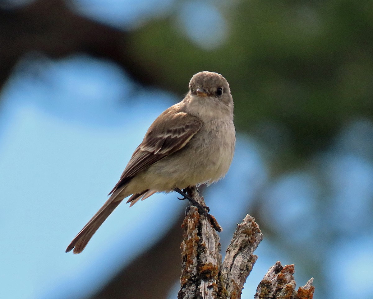 Gray Flycatcher - ML620675227