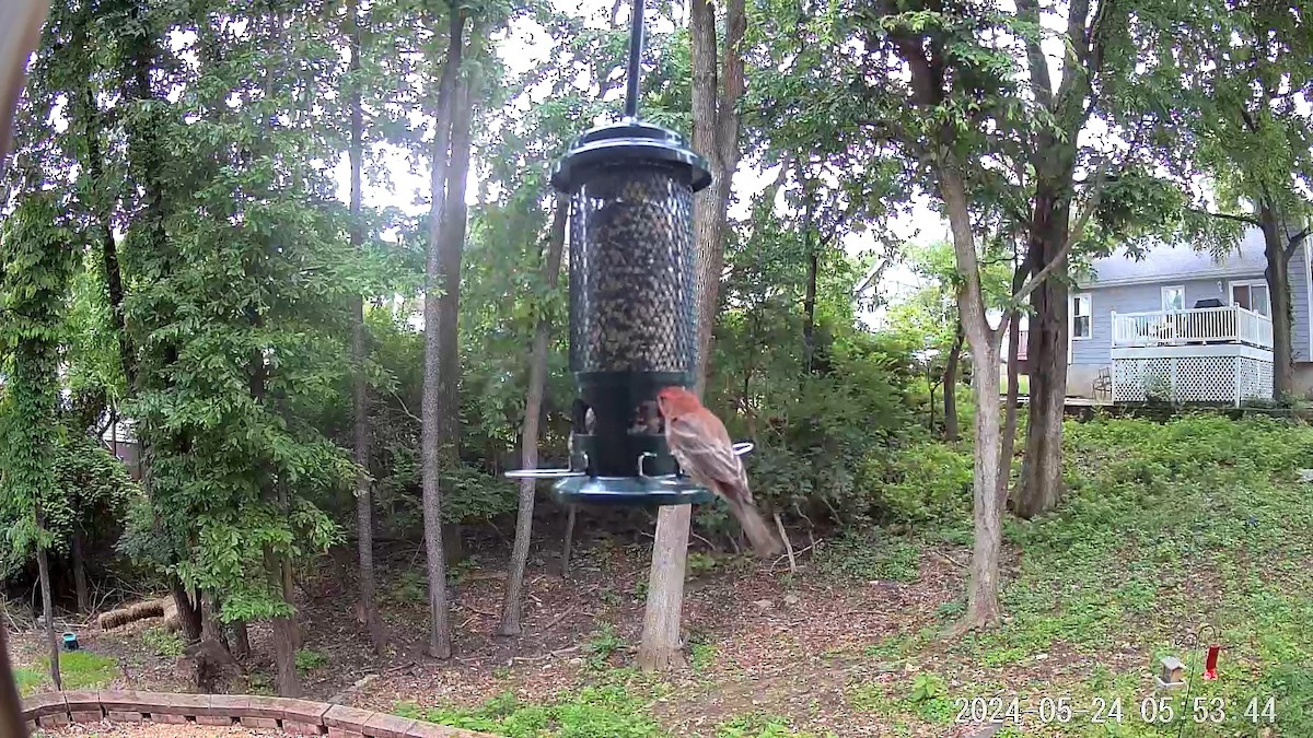 House Finch - Josh Hood