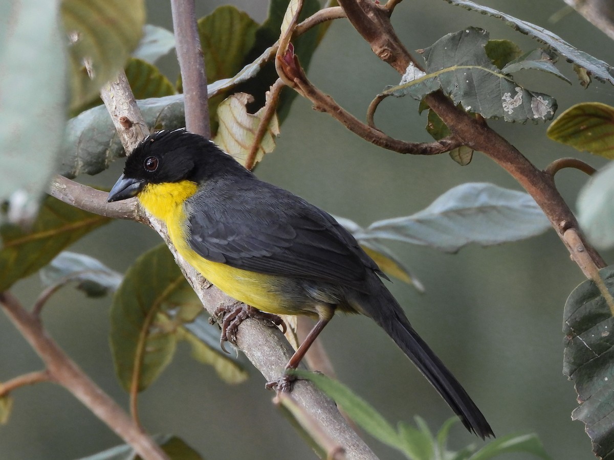 White-naped Brushfinch - ML620675231