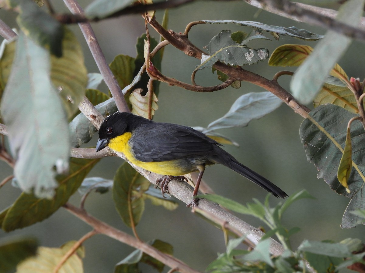 hvitkronekjerrspurv - ML620675234