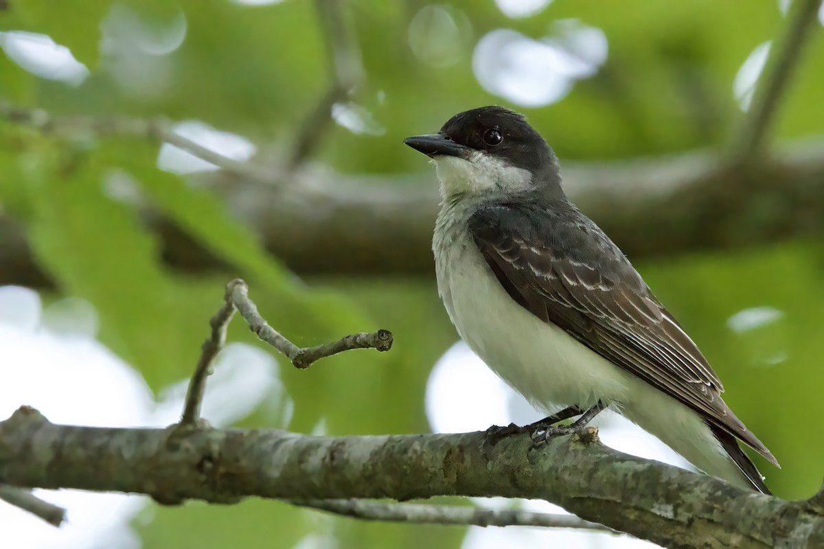 Eastern Kingbird - Steve Bielamowicz