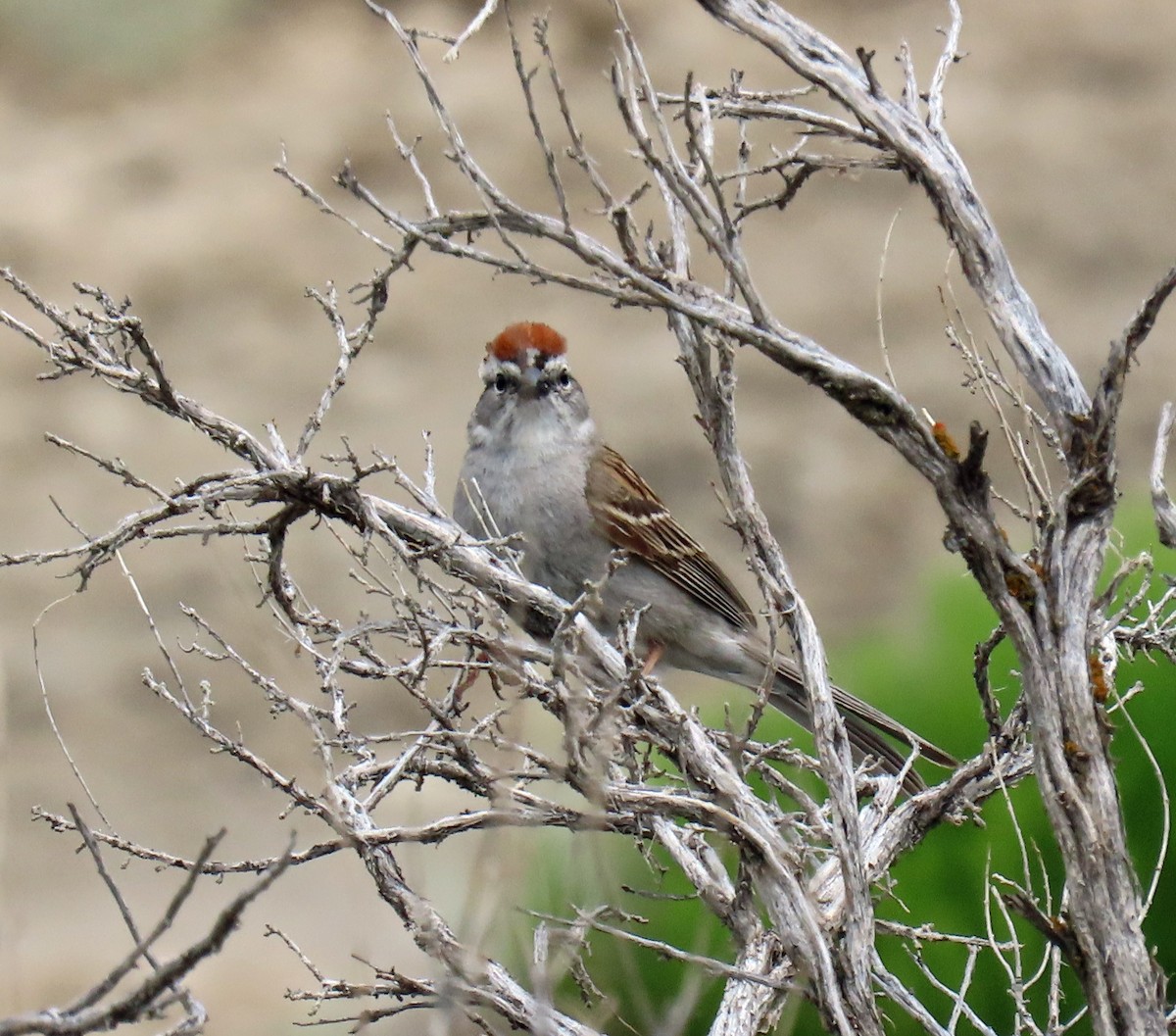 Chipping Sparrow - ML620675240