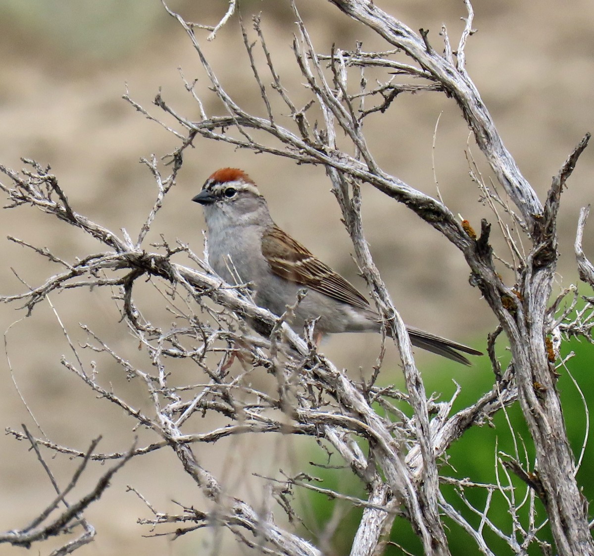 Chipping Sparrow - ML620675241