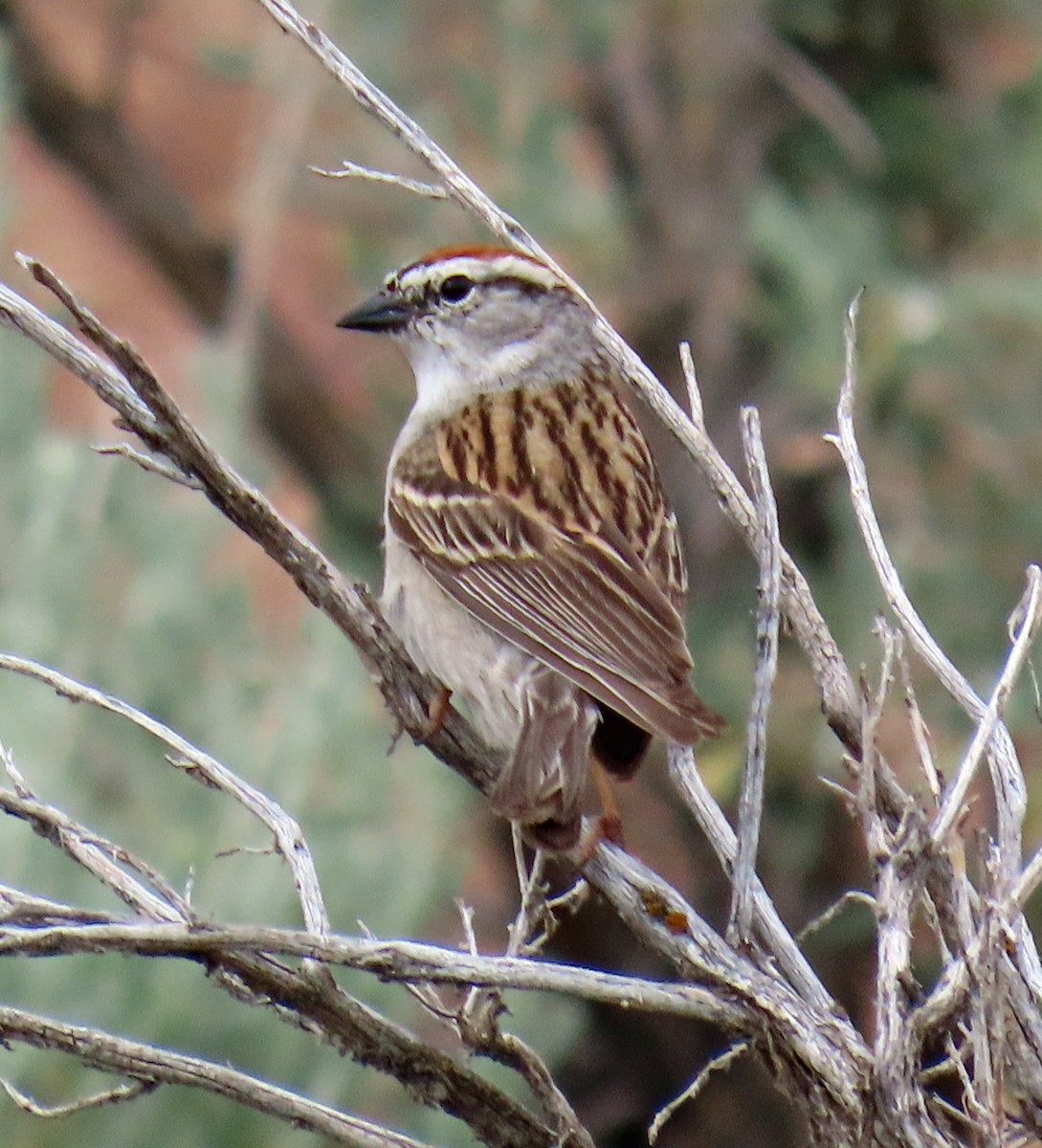 Chipping Sparrow - ML620675242