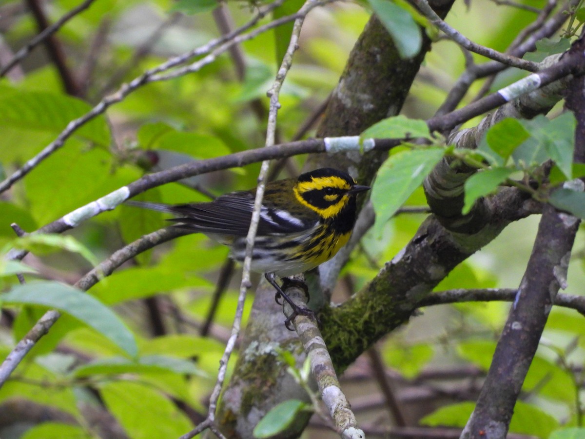 Townsend's Warbler - ML620675243