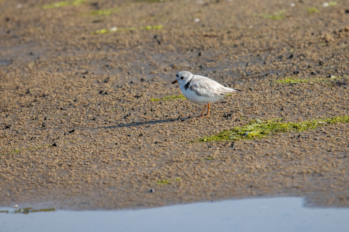 Piping Plover - ML620675246