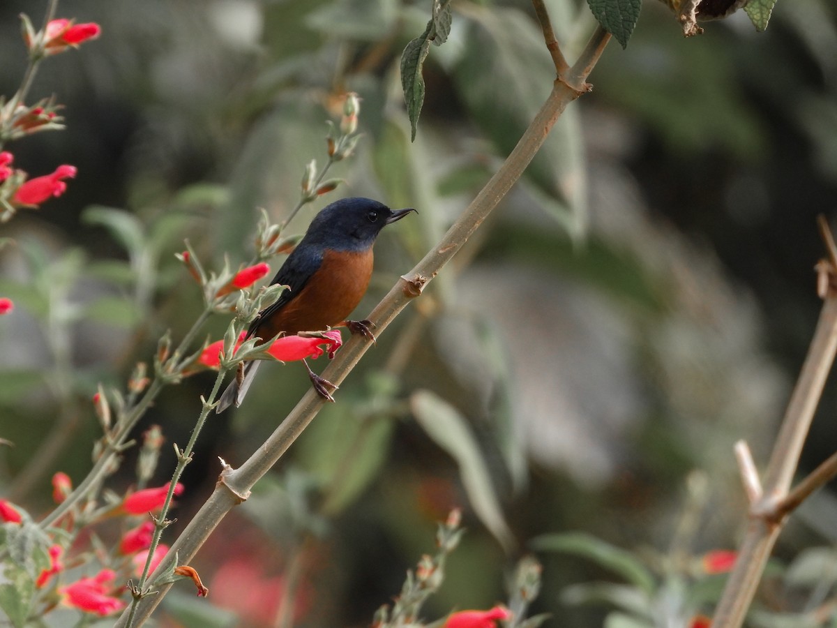 Cinnamon-bellied Flowerpiercer - ML620675247