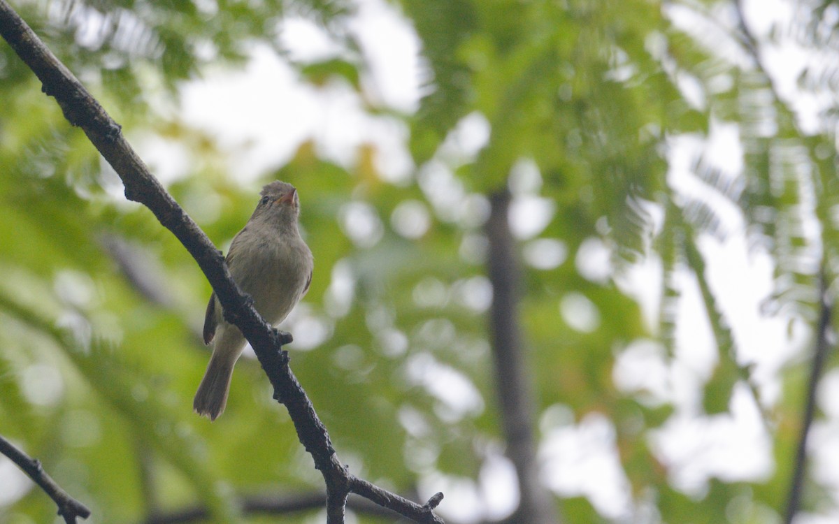 Northern Beardless-Tyrannulet - ML620675248