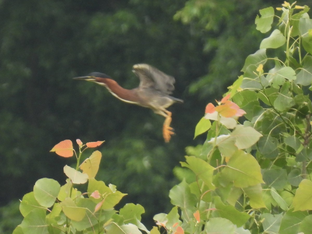 Green Heron - ML620675250