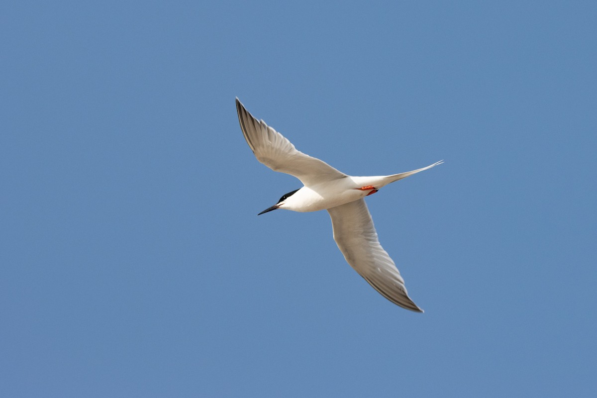 Roseate Tern - ML620675253