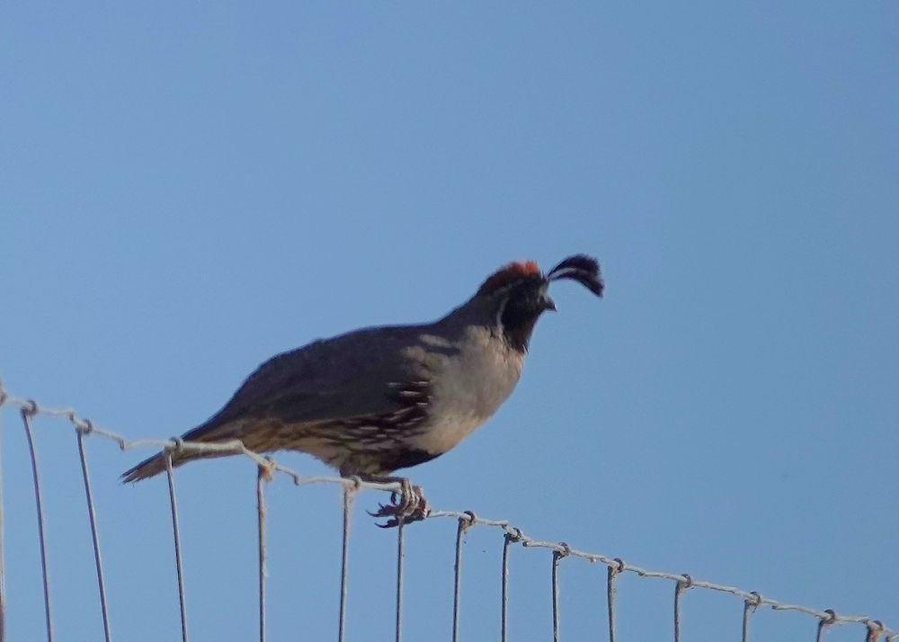 Gambel's Quail - Henry Detwiler