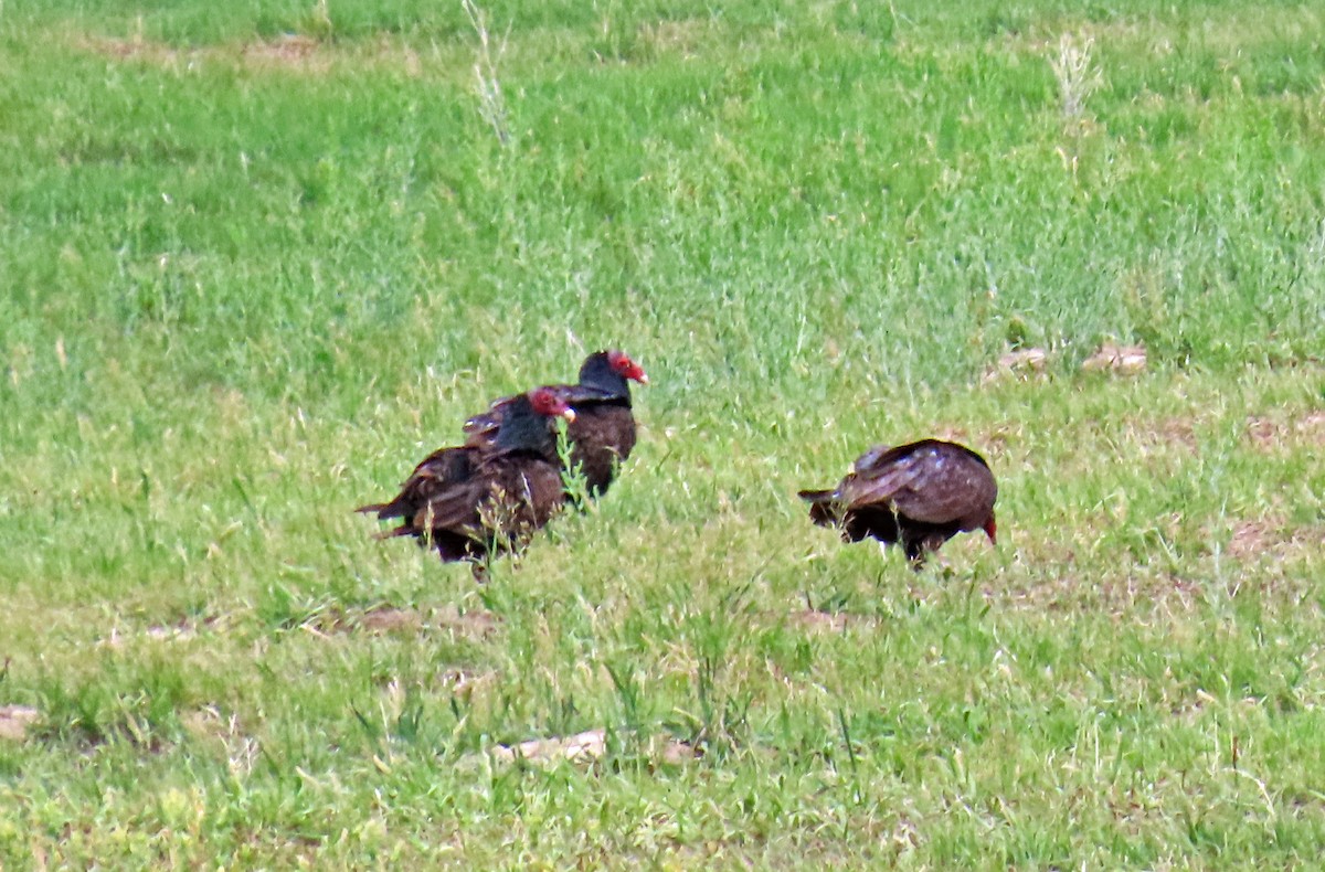 Turkey Vulture - ML620675260