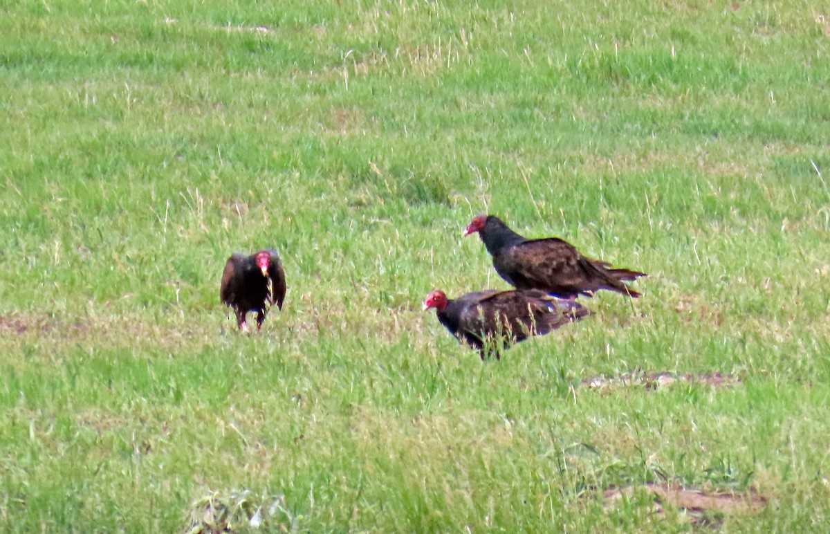 Urubu à tête rouge - ML620675262