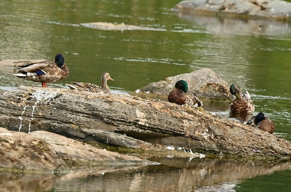 Canard colvert - ML620675266