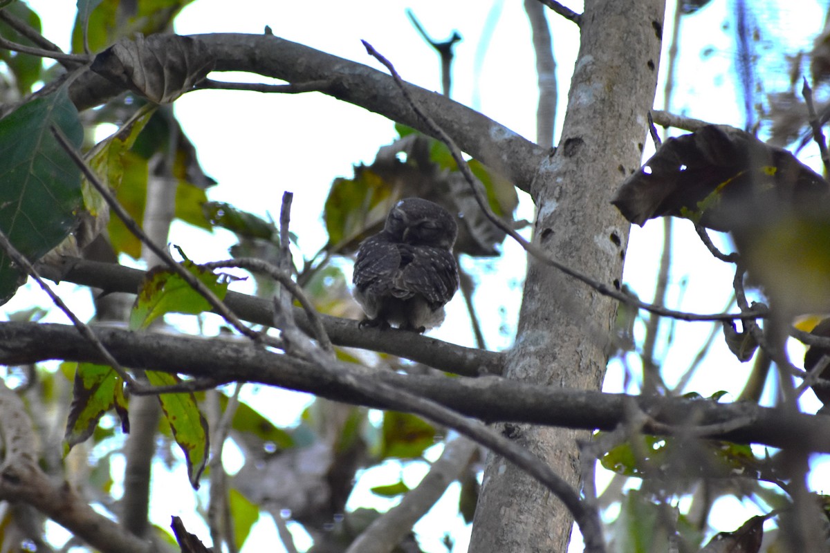 Spotted Owlet - ML620675270