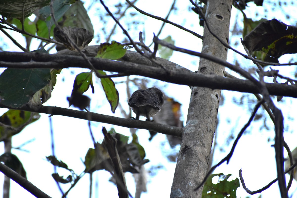 Spotted Owlet - ML620675271