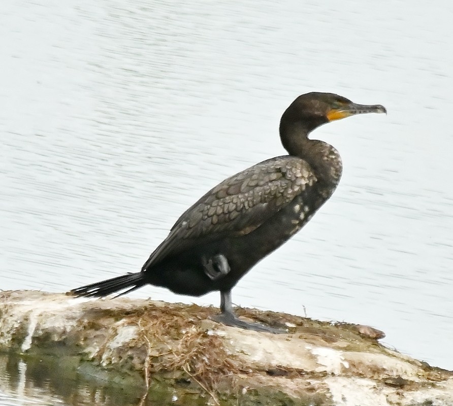 Double-crested Cormorant - ML620675281