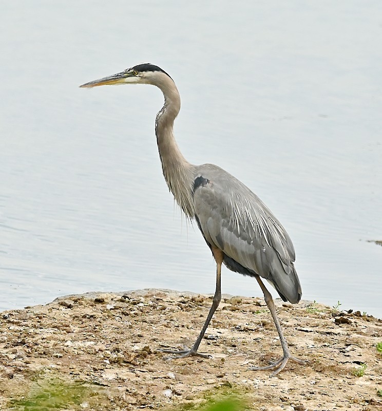 Garza Azulada - ML620675283