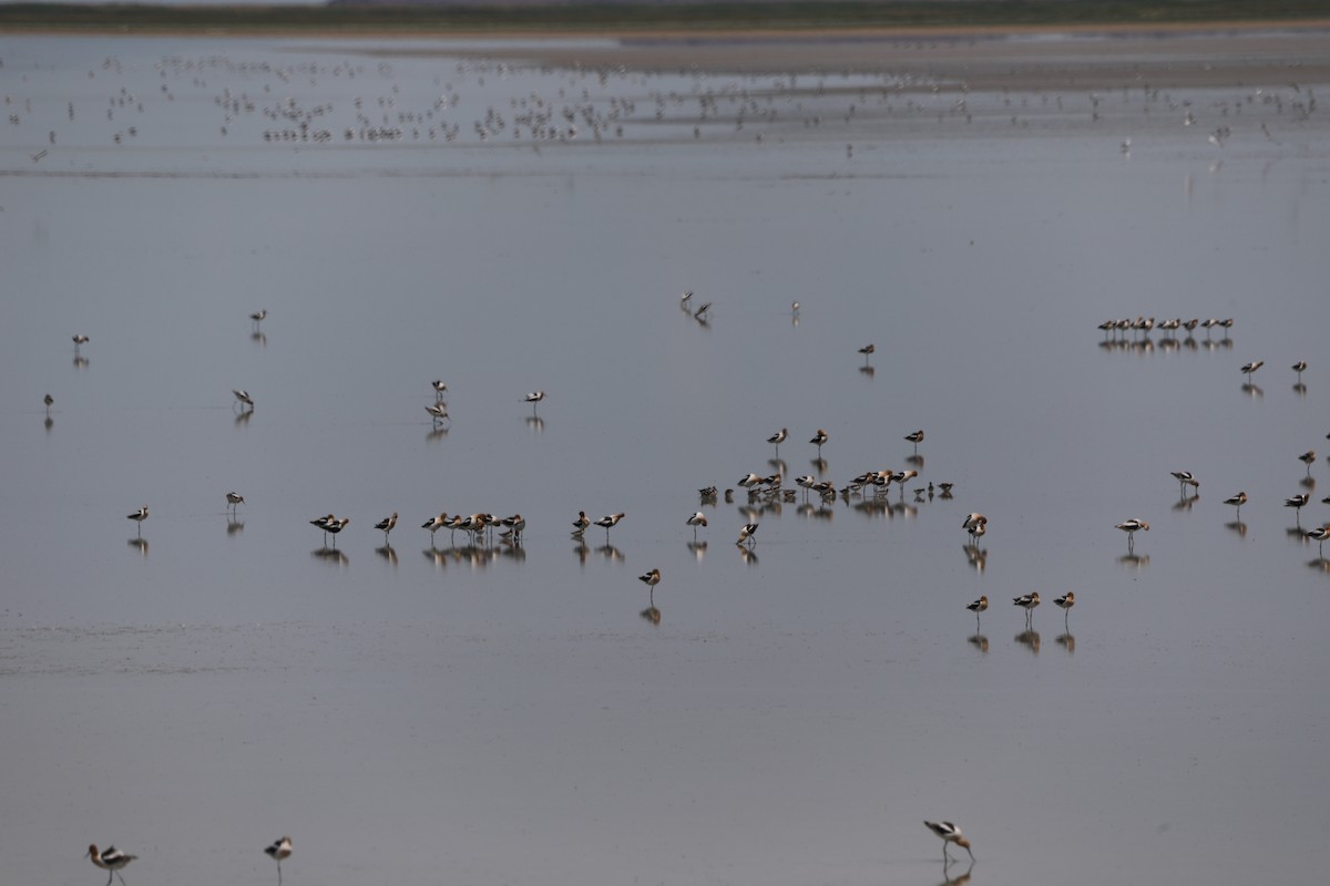 Avoceta Americana - ML620675285