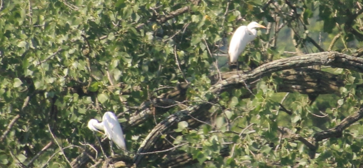 Great Egret - ML620675286