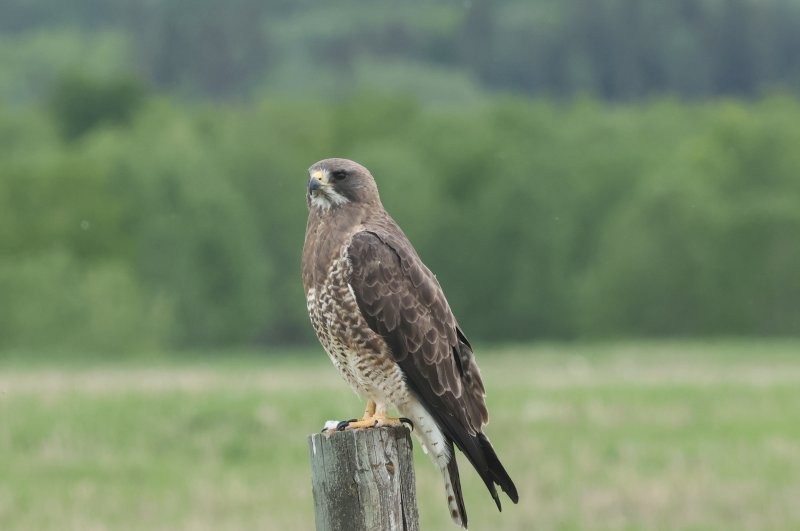 Swainson's Hawk - ML620675290