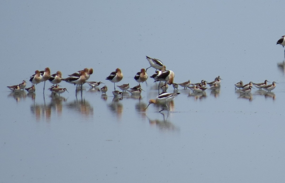 Wilson's Phalarope - ML620675293