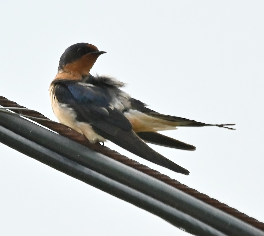 Barn Swallow - ML620675294