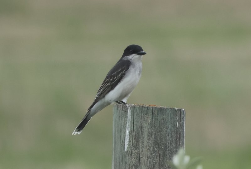 Eastern Kingbird - ML620675295