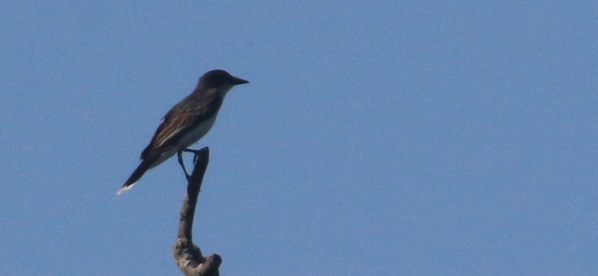 Eastern Kingbird - ML620675296