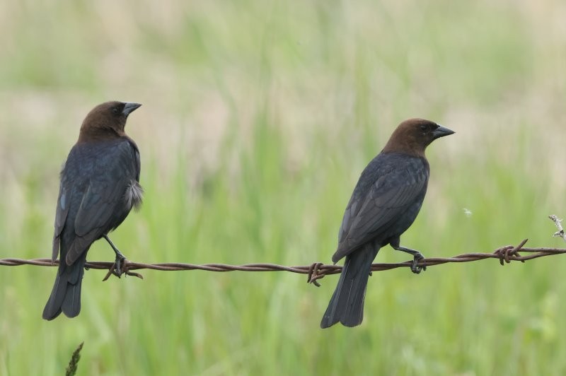 Brown-headed Cowbird - Scott Jubinville