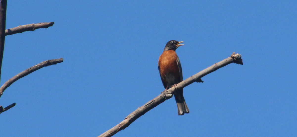 American Robin - ML620675303