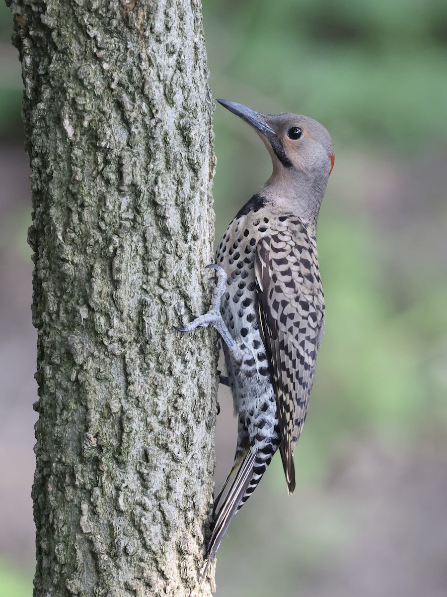 Northern Flicker - ML620675304