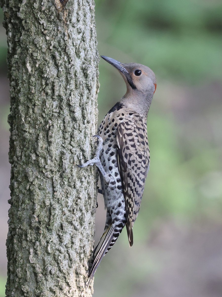 Northern Flicker - ML620675305