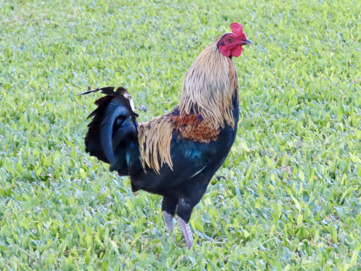 Red Junglefowl (Domestic type) - ML620675306