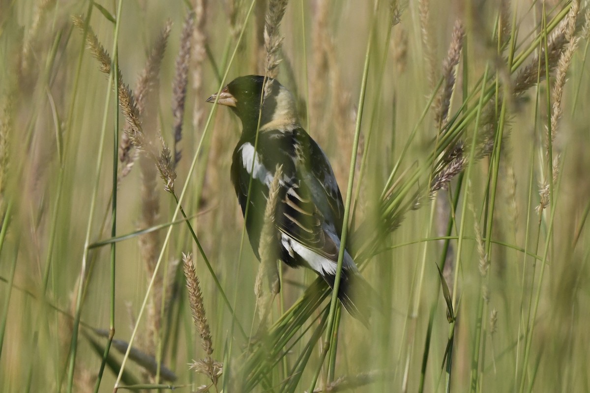 bobolink americký - ML620675310