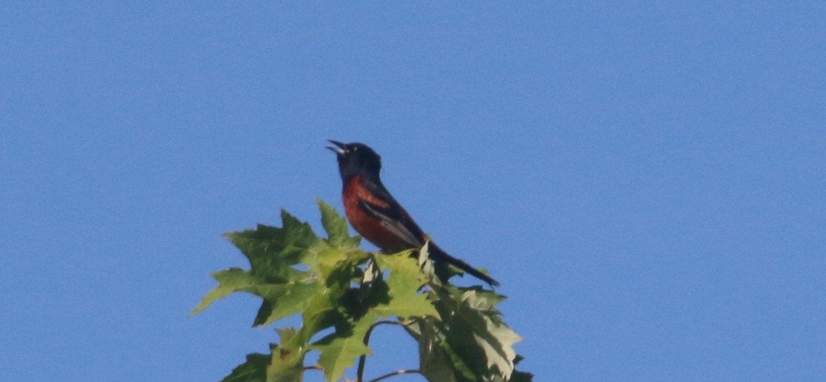 Oriole des vergers - ML620675311