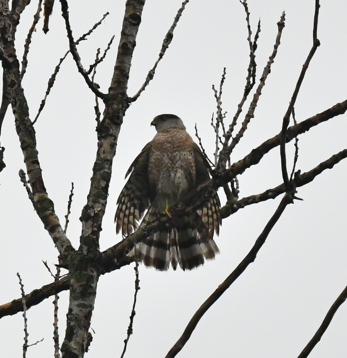 Cooper's Hawk - ML620675313