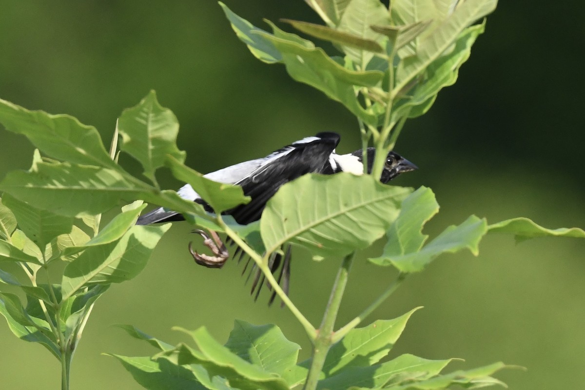 bobolink americký - ML620675315