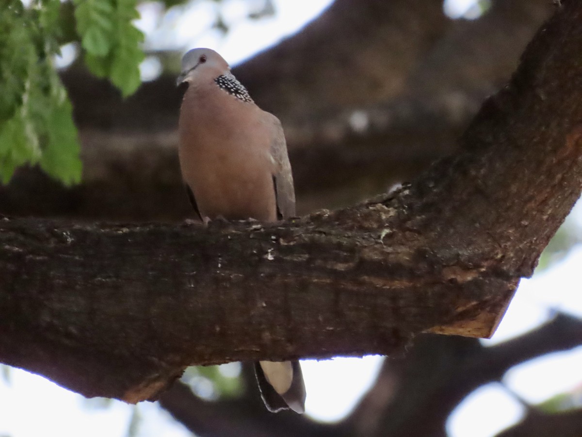 珠頸斑鳩 - ML620675317