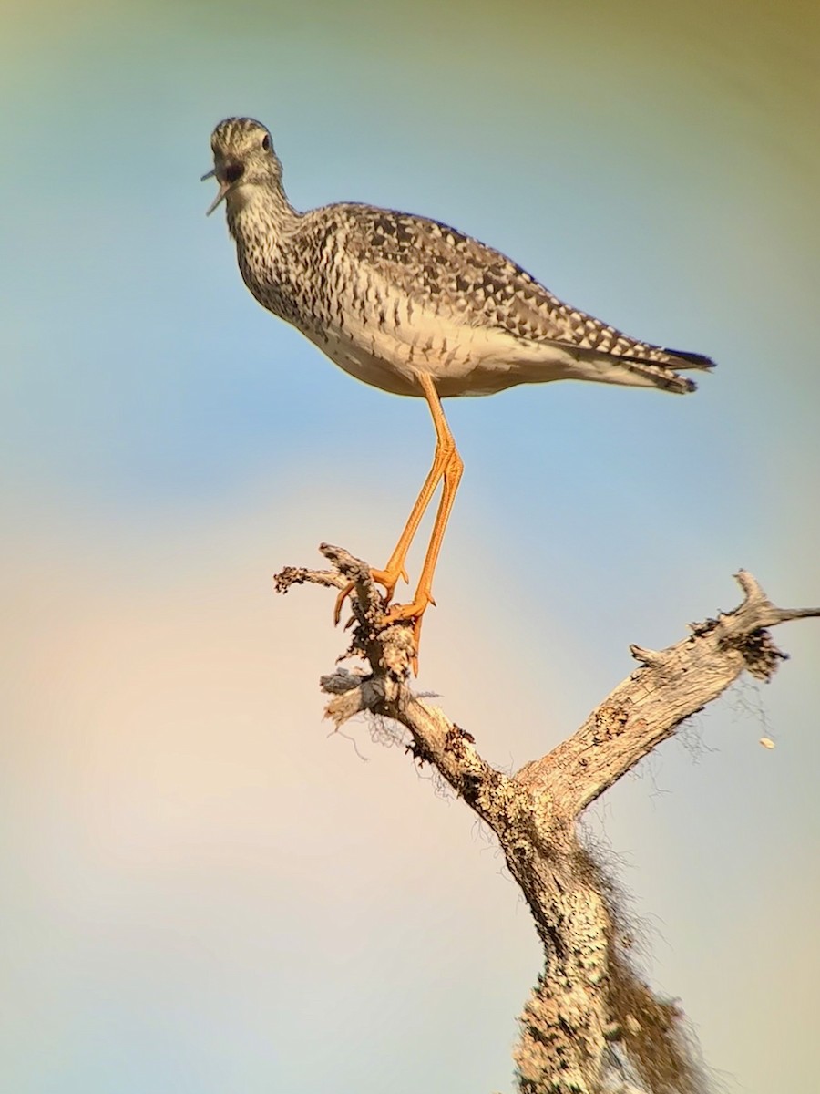 Greater Yellowlegs - ML620675319