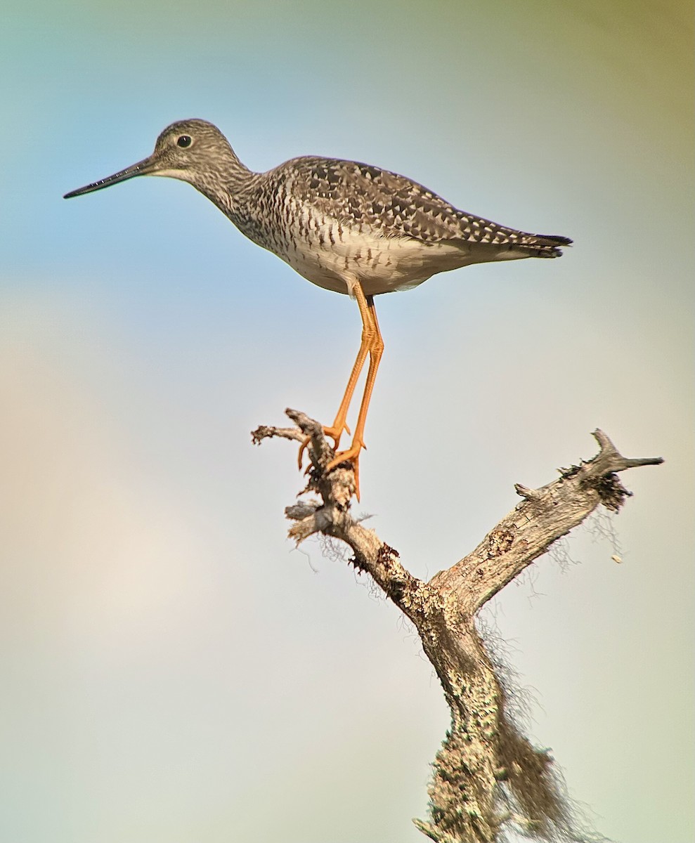 Greater Yellowlegs - ML620675320