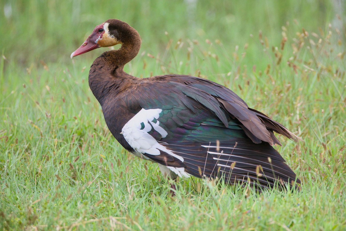 Spur-winged Goose - ML620675330