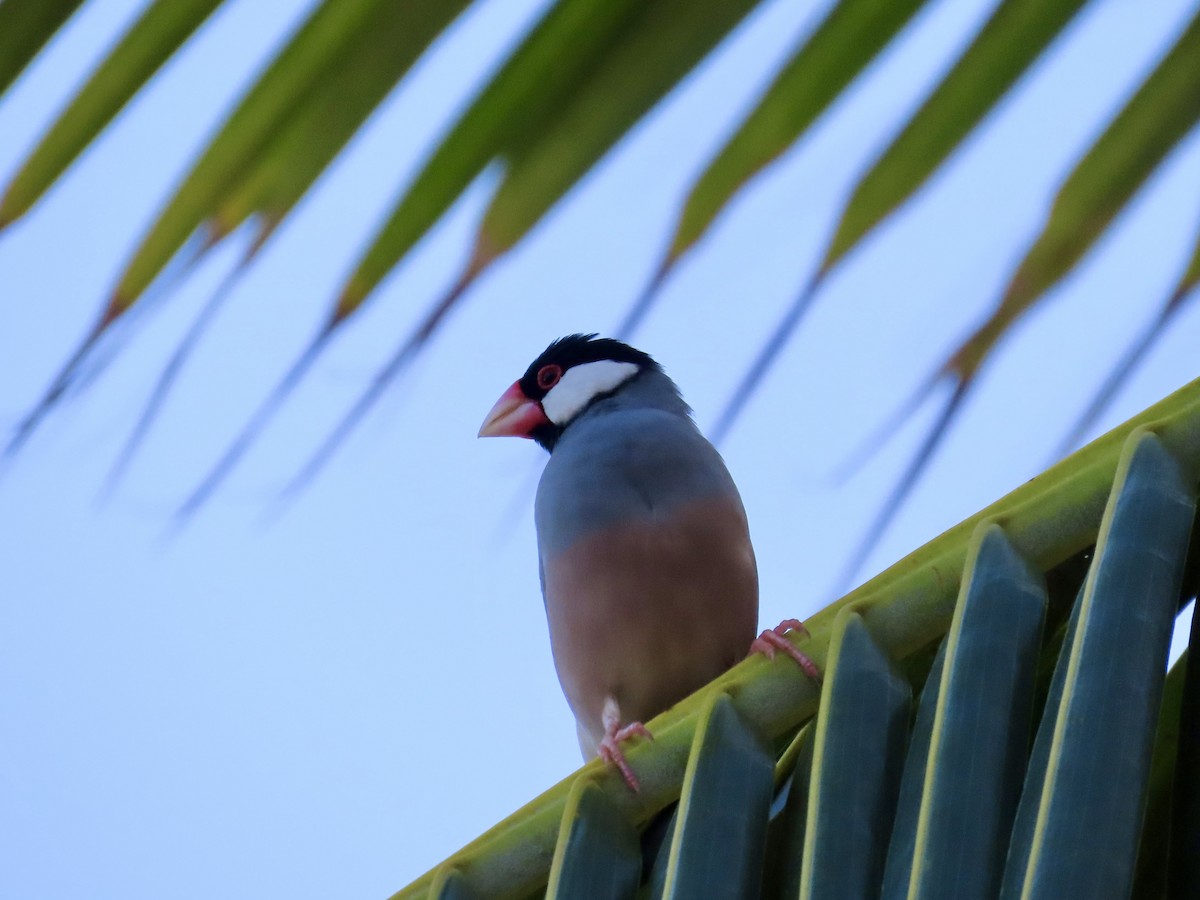 Java Sparrow - ML620675337