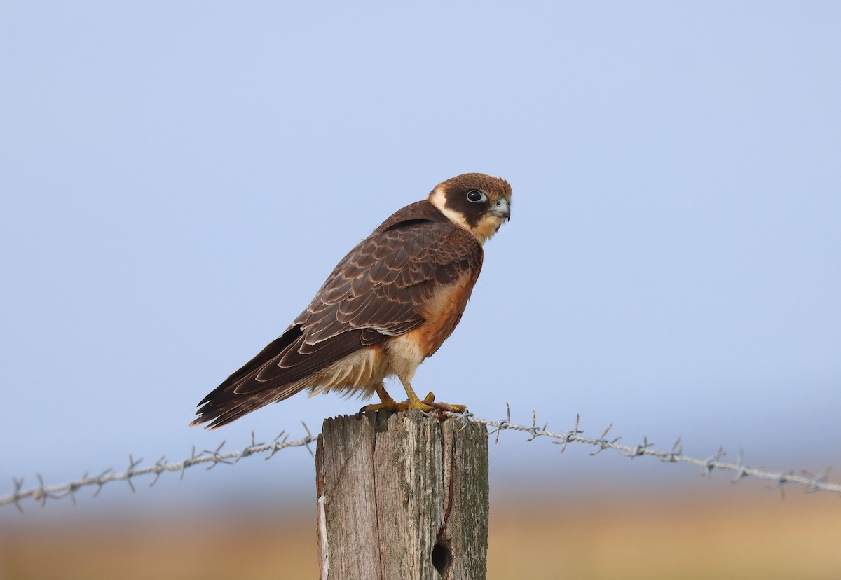 Alcotán Australiano - ML620675340