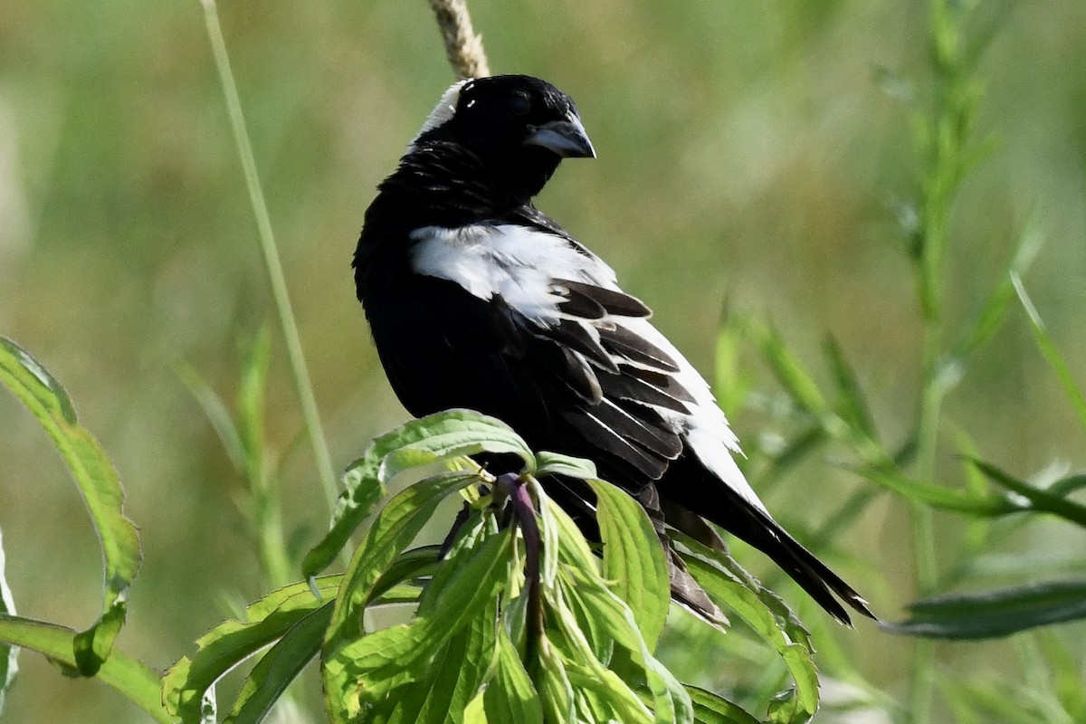 bobolink americký - ML620675342