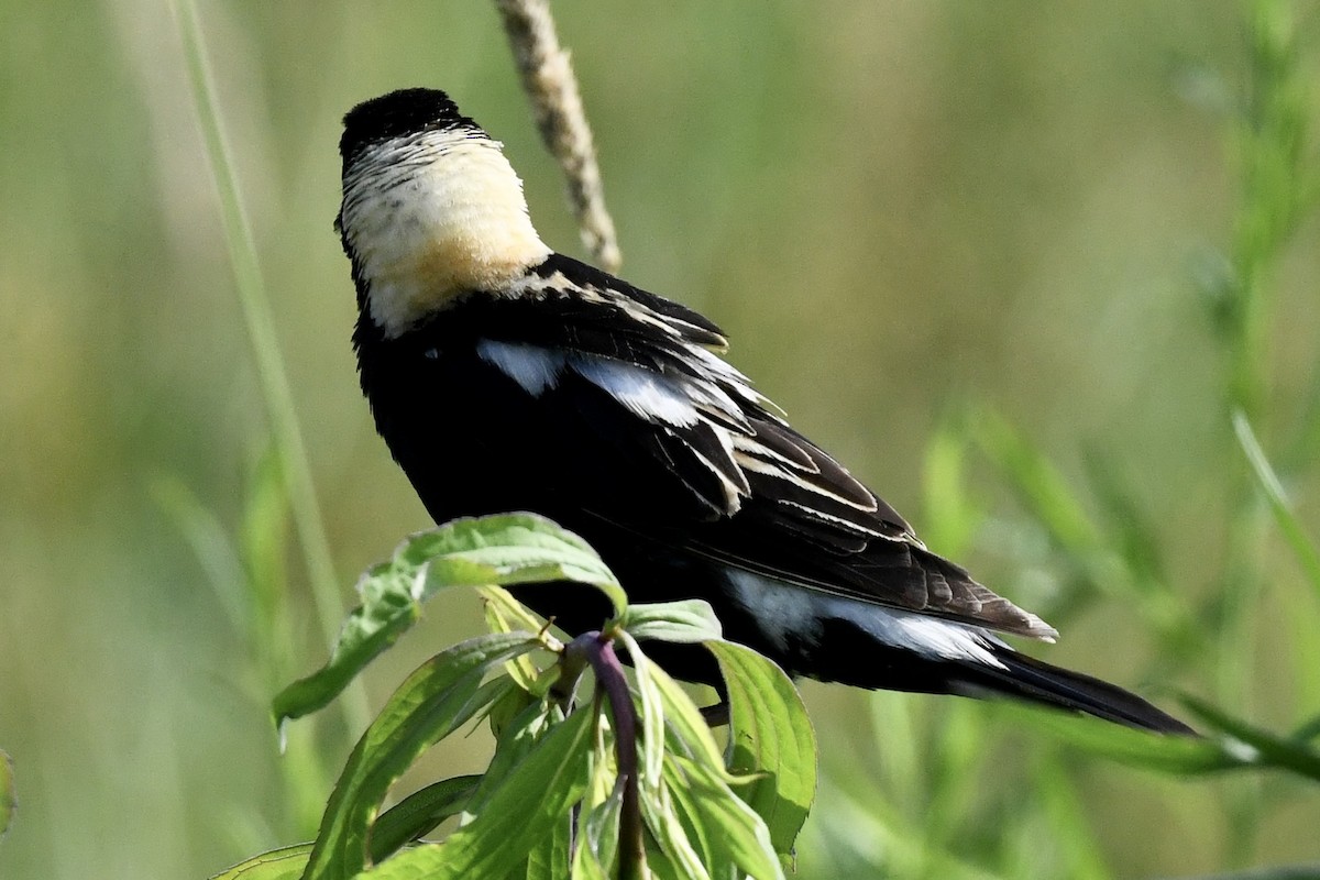 bobolink americký - ML620675343