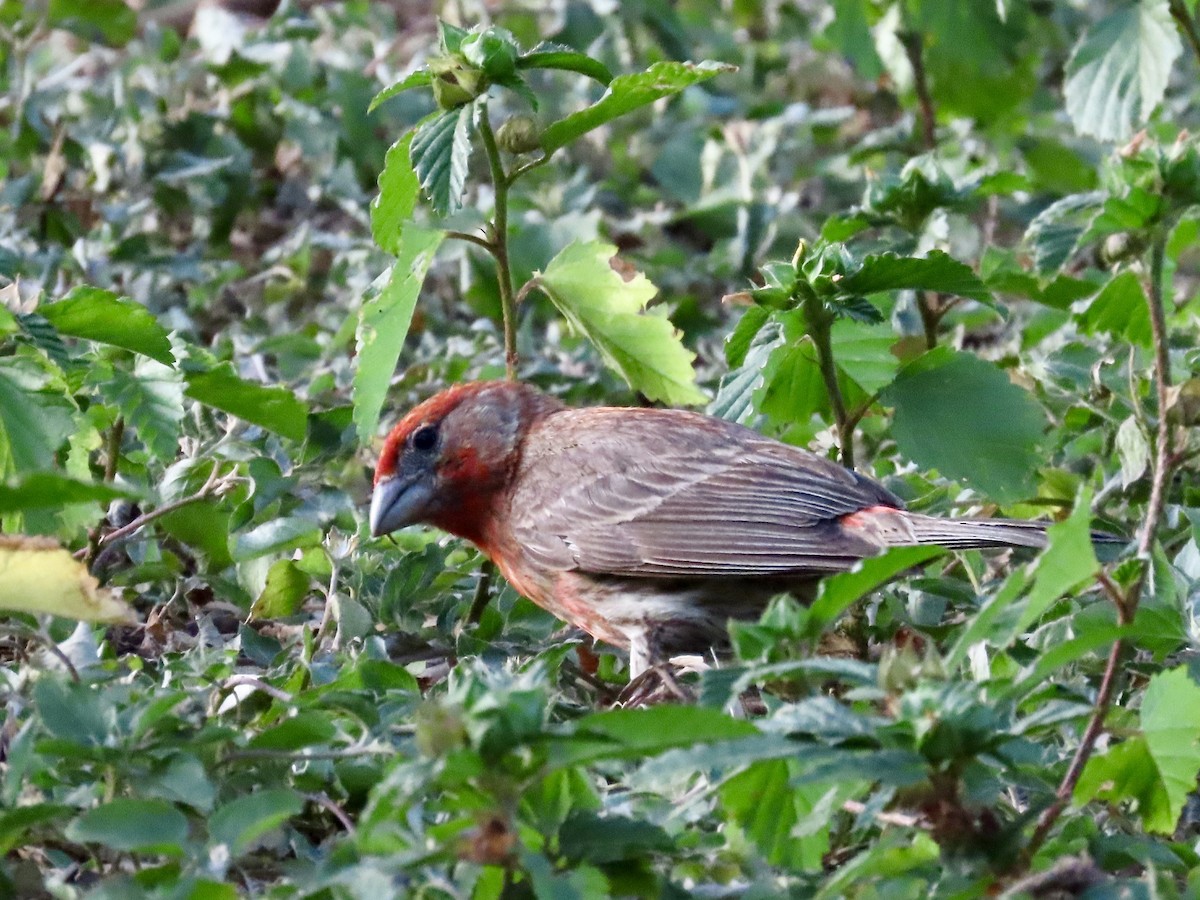 House Finch - ML620675344