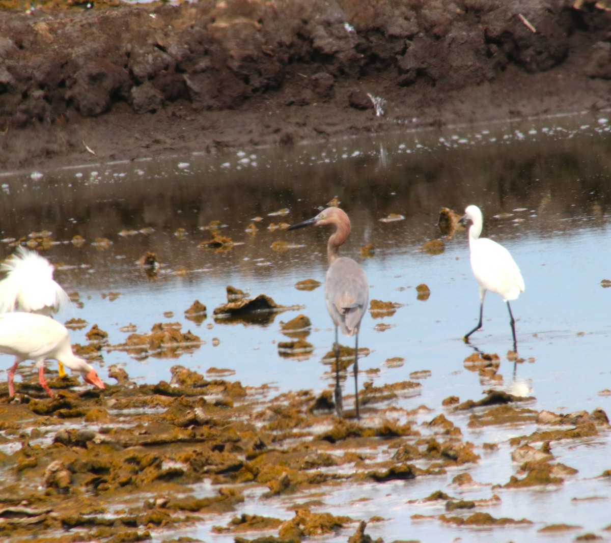 dansehegre - ML620675347