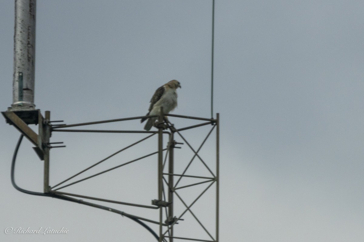 Red-shouldered Hawk - ML620675353